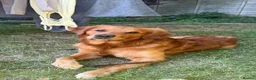 Golden Retriever dogs for stud: Gorgeous 3 year old gold retriever  in New Milton - Advert 1