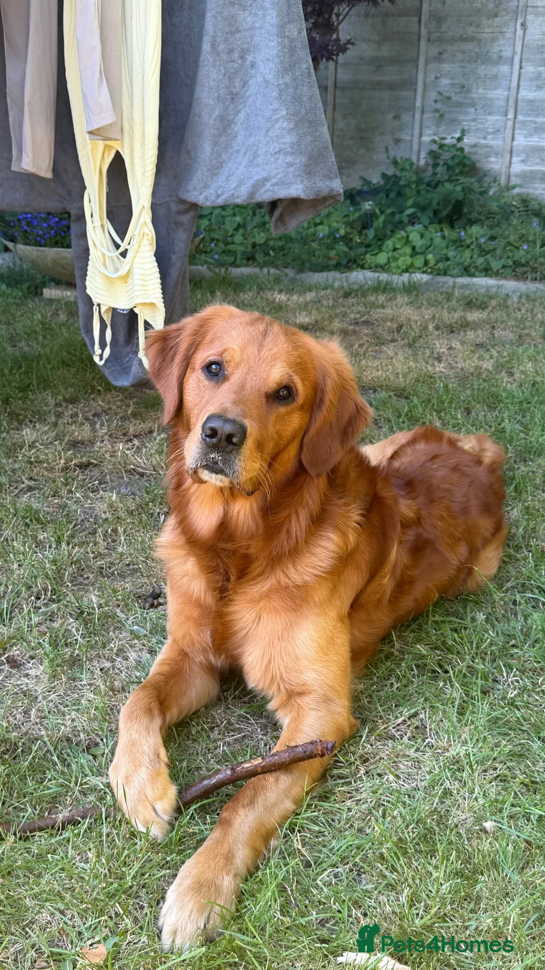 Golden Retriever dogs for stud: Gorgeous 3 year old gold retriever  in New Milton - Advert 1