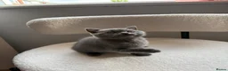 British Shorthair cats for sale: 💙Stunning Blue British Shorthair Boy Ready Soon💙 - Advert 3