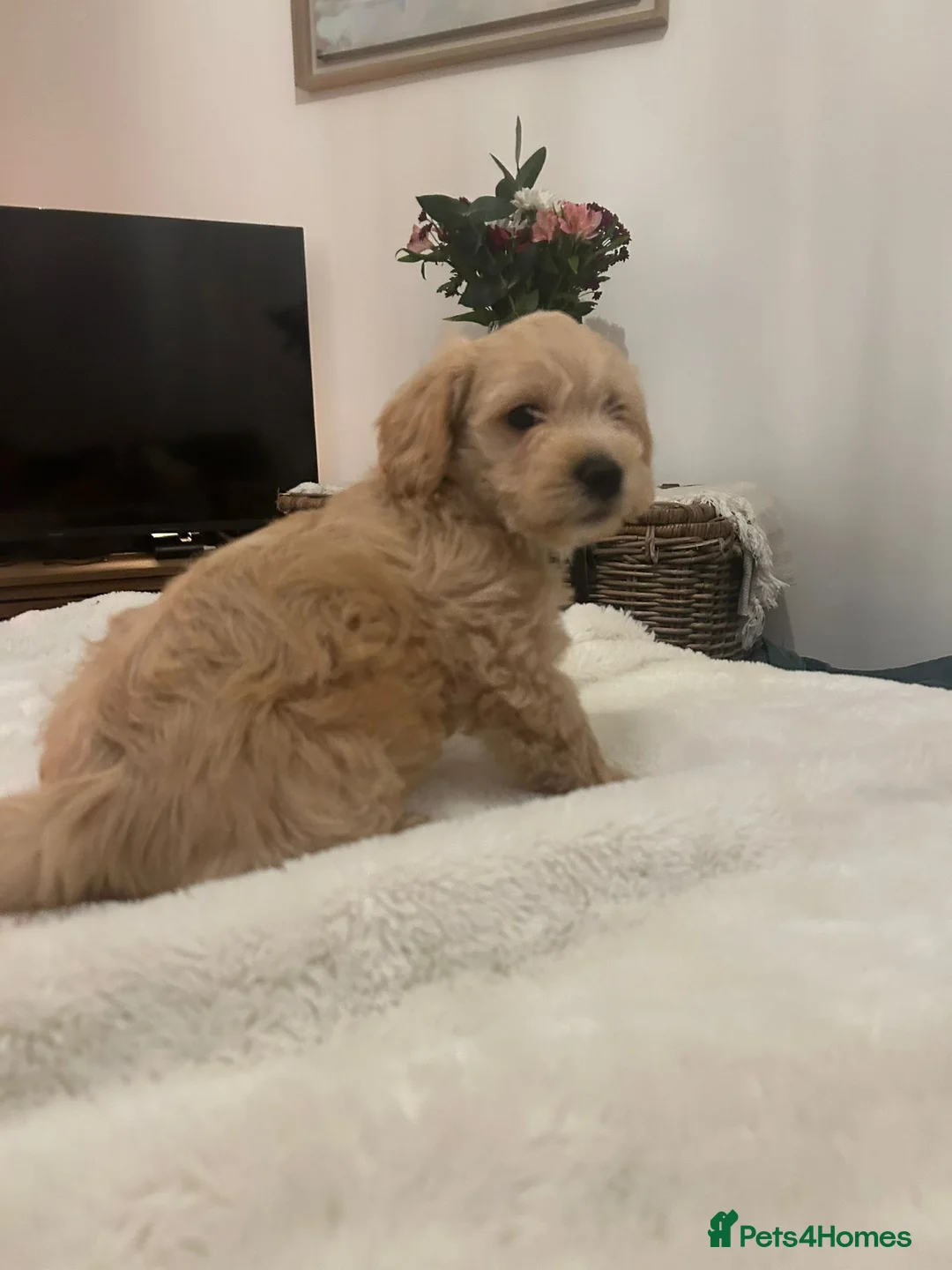 Jackapoo dogs for sale: Jackapoo puppies - Advert 18