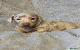 Miniature Dachshund dogs for sale: Miniature Smooth Dachshund Puppies - Image 6