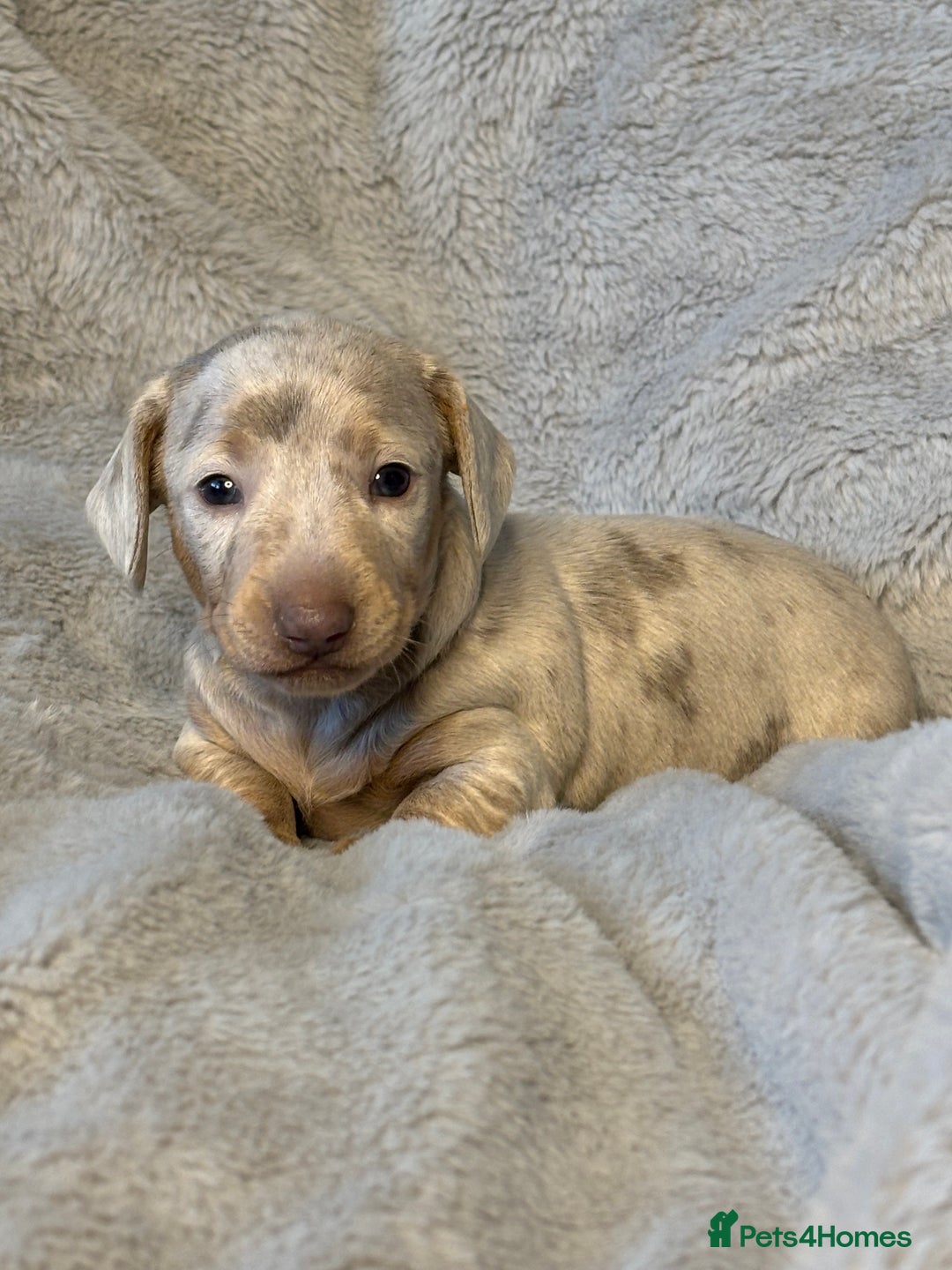 Miniature Dachshund dogs for sale: Miniature Smooth Dachshund Puppies - Image 6