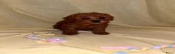 Toy Poodle dogs for sale: 🧡 Red Toy Poodle Pups 🧡 - Advert 5