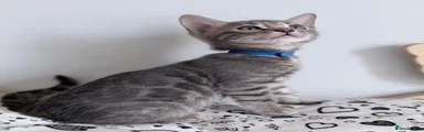 💙 Meet BORYO – A Rare Blue Bengal Boy 💙