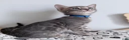 Bengal cats for sale: Exceptional Silver, Blue & Brown Bengal Kittens  in Basingstoke - Advert 34