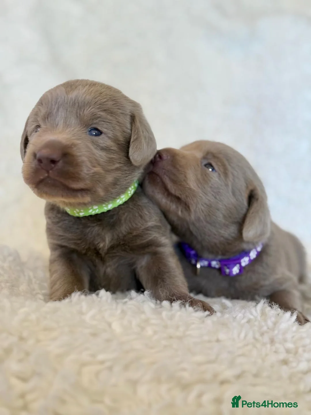 Labrador Retriever dogs for sale: KC Reg Labradors Fully Health Tested - Advert 1