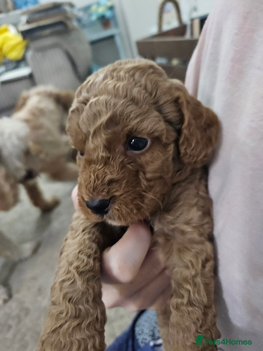 Cavapoo dogs for sale: Cavapoo Puppies  - Image 29