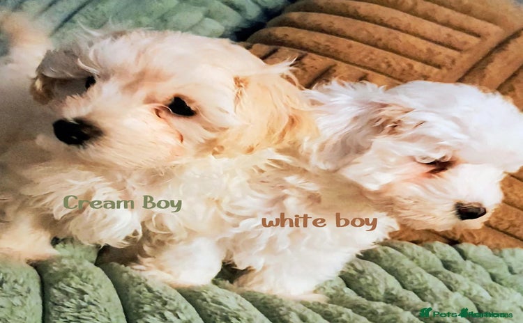 Maltipoo dogs F1 HEALTH TESTED QUALITY TOY MALTIPOO PUPPIES  - Advert 5