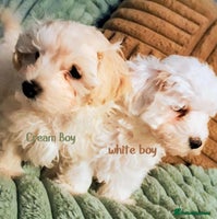 Maltipoo dogs F1 HEALTH TESTED QUALITY TOY MALTIPOO PUPPIES - Advert 15