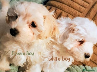 Maltipoo dogs F1 HEALTH TESTED QUALITY TOY MALTIPOO PUPPIES - Advert 9