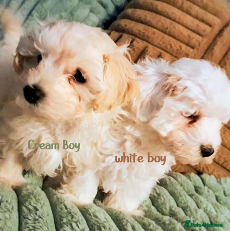 Maltipoo dogs F1 HEALTH TESTED QUALITY TOY MALTIPOO PUPPIES - Advert 5