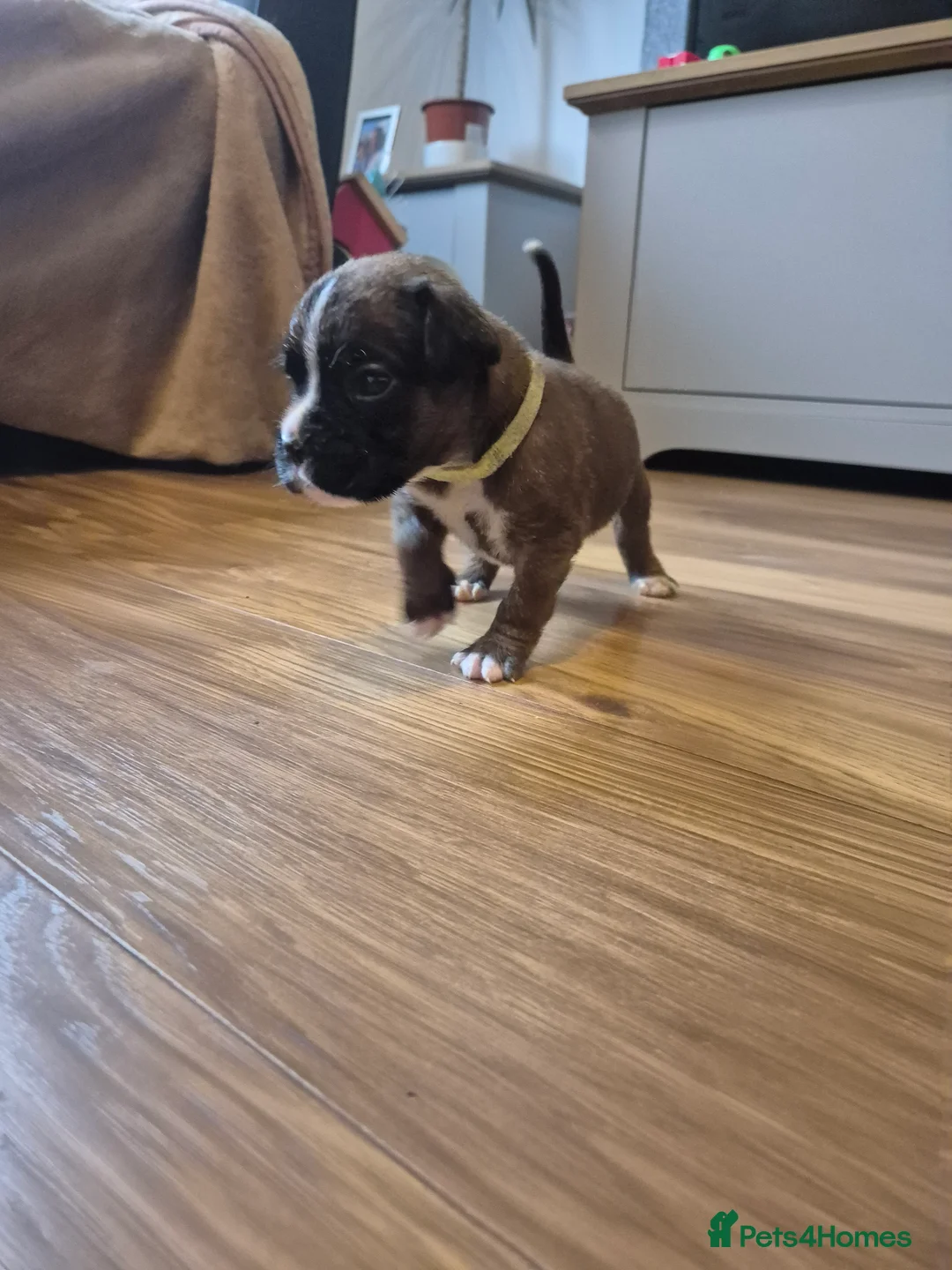 Boxer dogs for sale: STUNNING KC BOXER PUPPIES WITH CHAMPION BLOODLINES - Advert 13