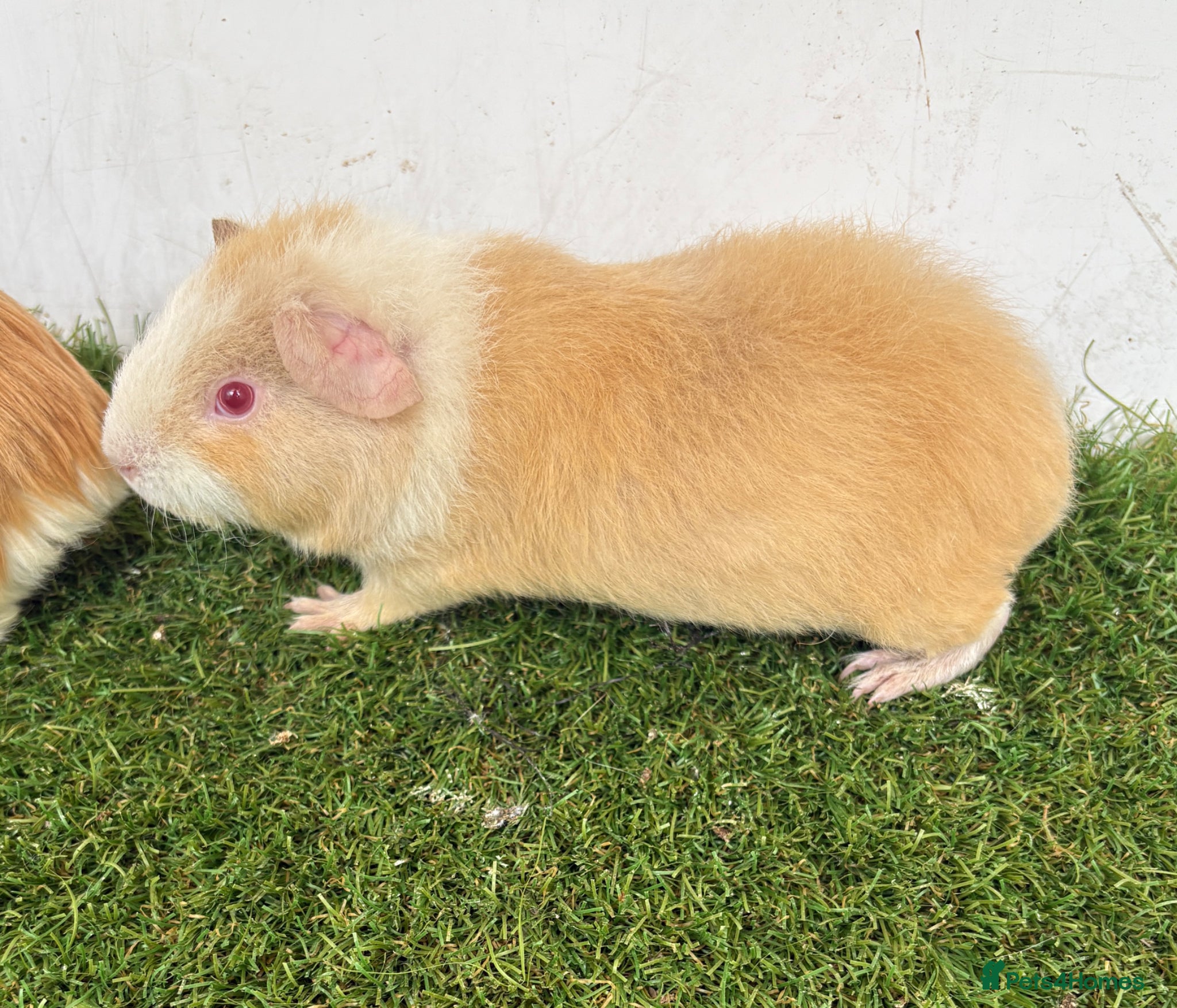 Guinea Pig rodents Calm, Guineas pig girls  - Advert 2