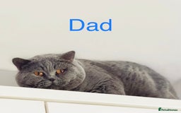 British Shorthair cats for sale: GCCF Registered British Shorthair Lilac Boy - Image 12
