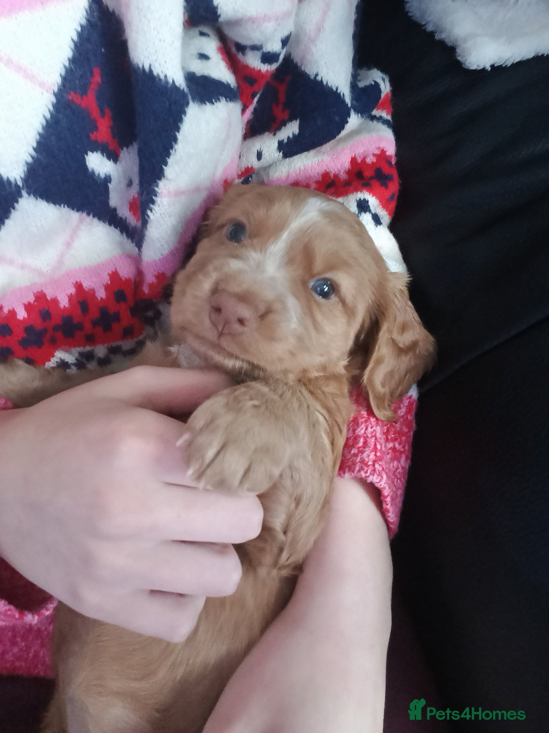 Cocker Spaniel dogs for sale: 2 gorgeous pedigree girl pups with papers - Advert 6