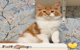 Maine Coon cats for sale: 🐾🦁 *TICA REG* GINGER MAINE COON KITTENS🦁🐾 - Image 7