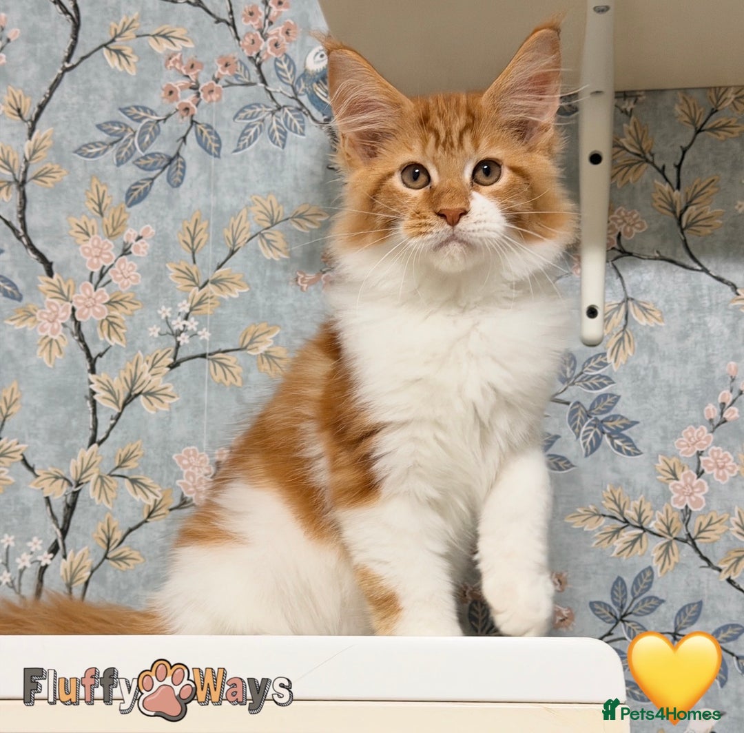 Maine Coon cats for sale: 🐾🦁 *TICA REG* GINGER MAINE COON KITTENS🦁🐾 - Image 7