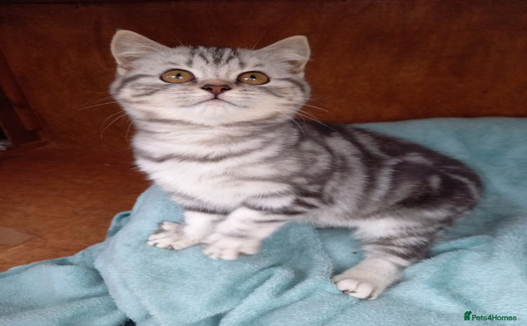 British Shorthair cats - Advert 14