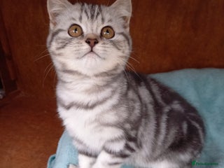 British Shorthair cats A GCCF Registered beauty - Advert 7