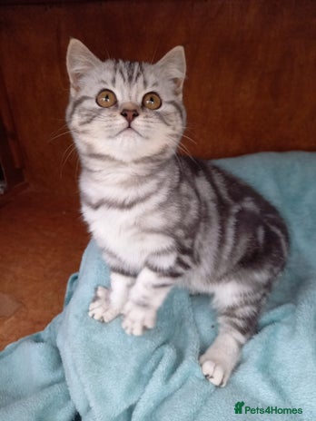 British Shorthair cats - Advert 6