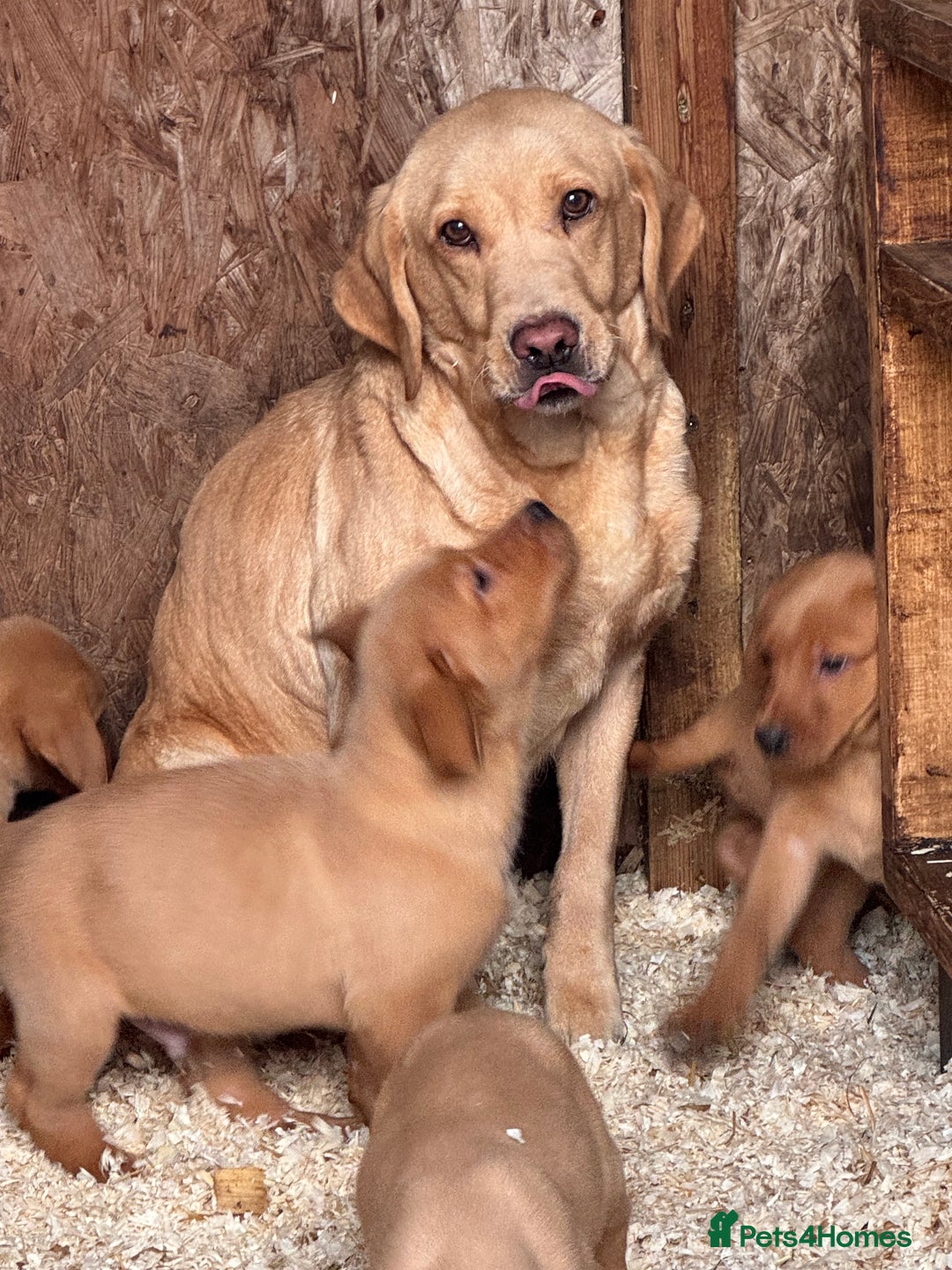 Labrador Retriever dogs for sale: Labrador pups boys and girls  - Advert 2