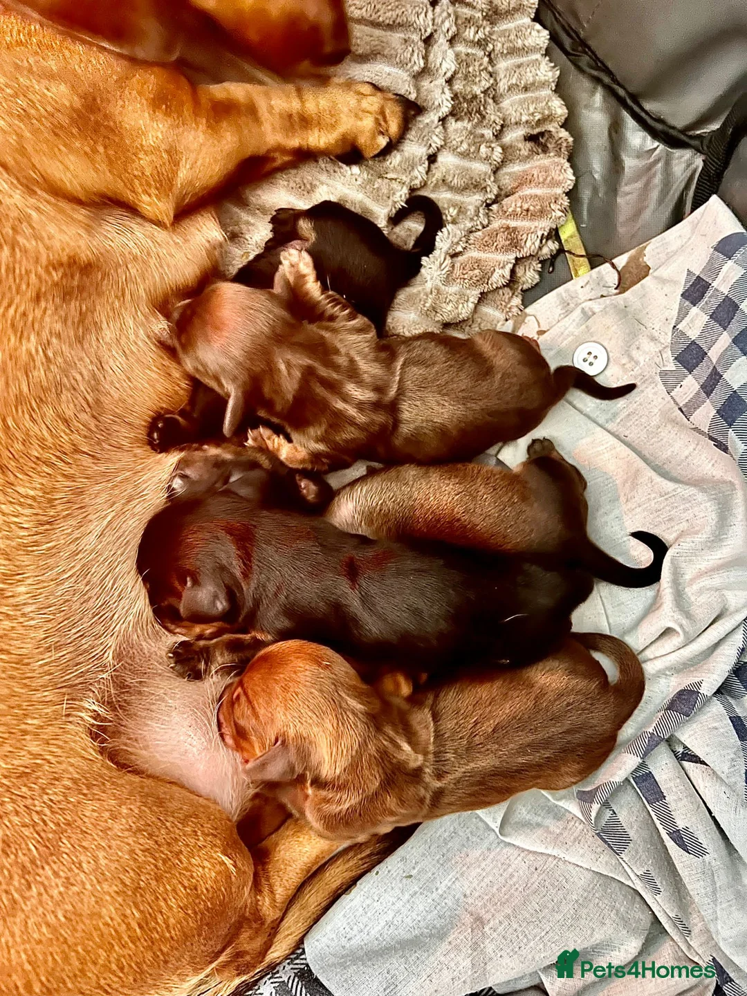 Miniature Dachshund dogs for stud: TINY KC REG HEREDITARY PRA CLEAR PROVEN in Pontefract - Advert 10