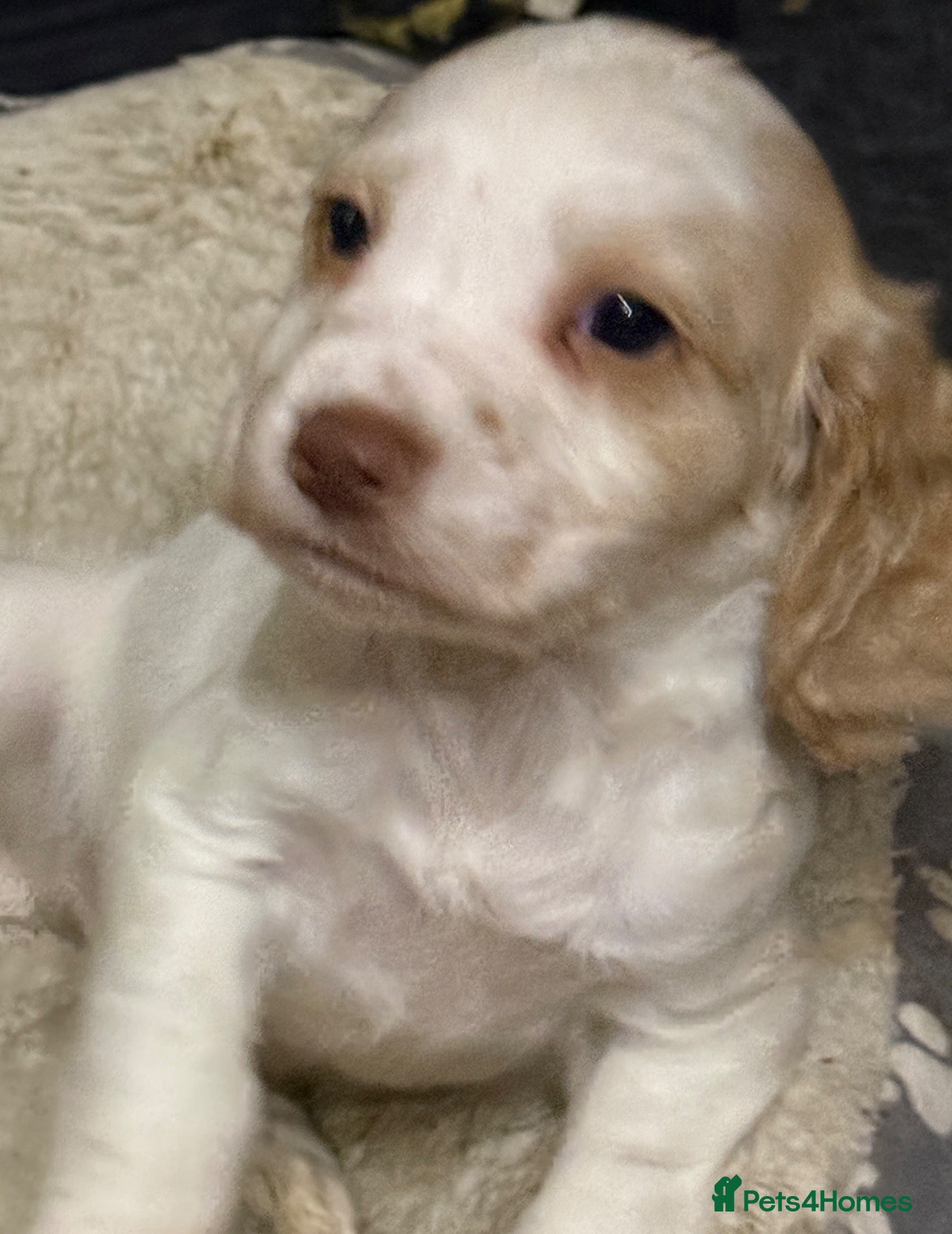 Cocker Spaniel dogs KC Registered Cocker Spaniel Health Tested puppie - Advert 1