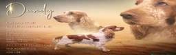 Cocker Spaniel dogs for sale: Outstanding Show Type Cocker Spaniel puppies  - Advert 5