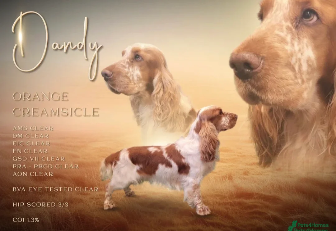 Cocker Spaniel dogs for sale: Outstanding Show Type Cocker Spaniel puppies  - Advert 5