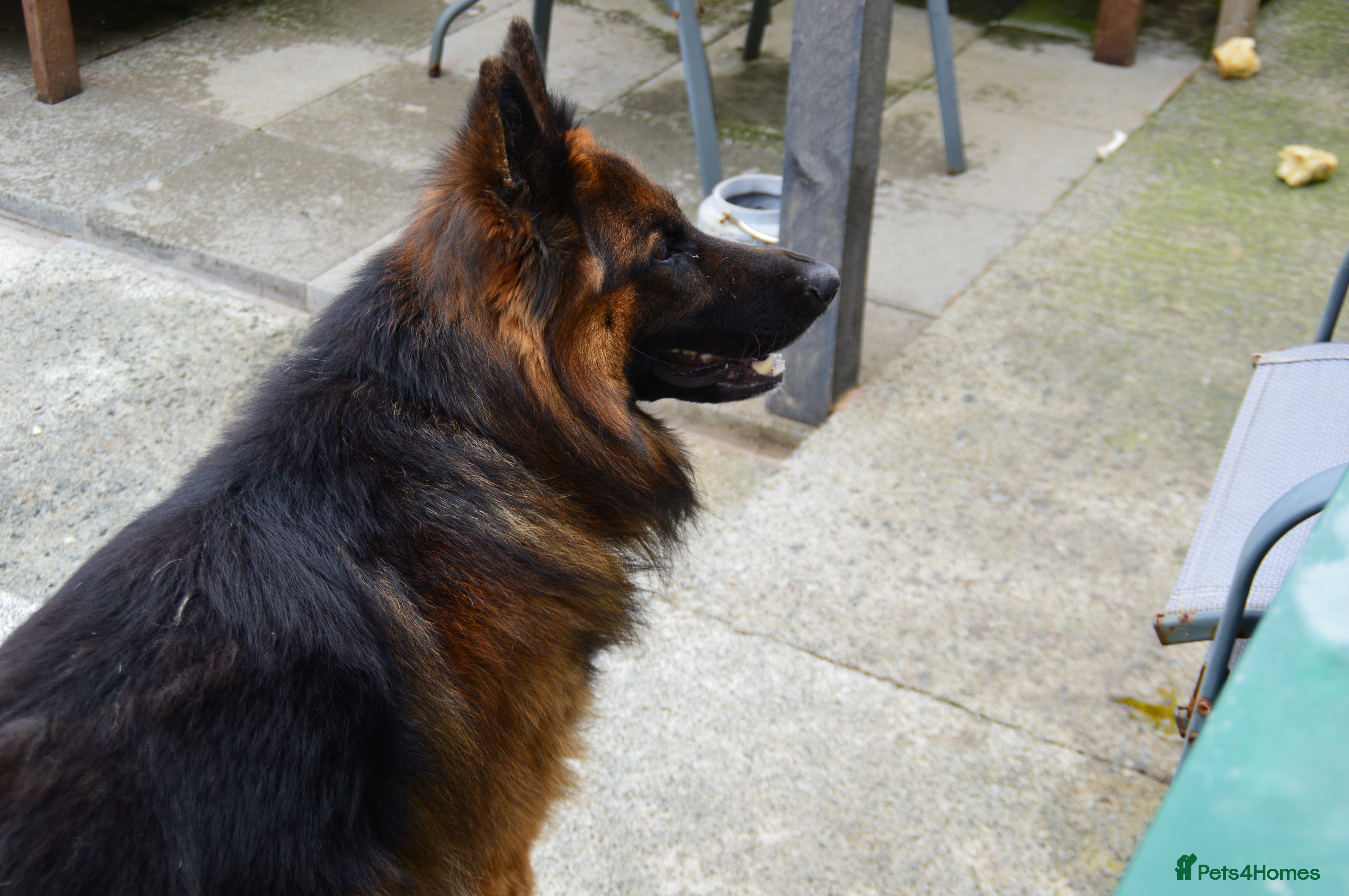 German Shepherd dogs 4 year old German shepherd male in Holyhead - Advert 3