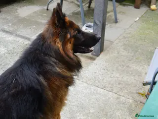 German Shepherd dogs 4 year old German shepherd male in Holyhead - Advert 3
