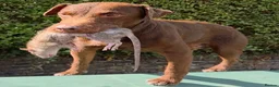 Patterdale Terrier dogs for sale: Patterdale terrier  - Advert 2