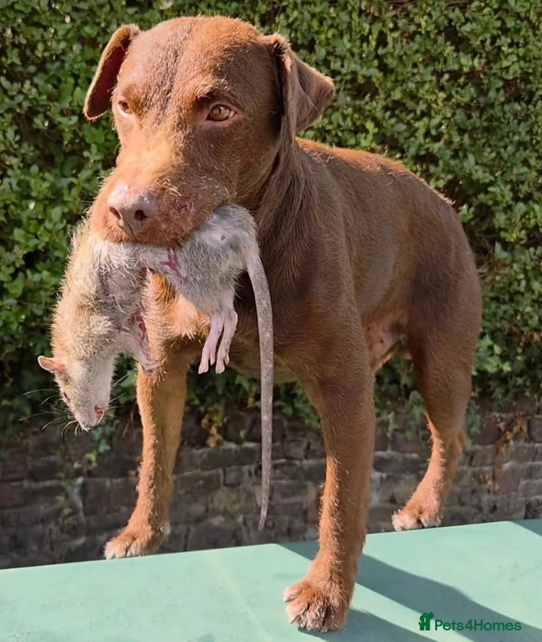 Patterdale Terrier dogs for sale: Patterdale terrier  - Advert 2