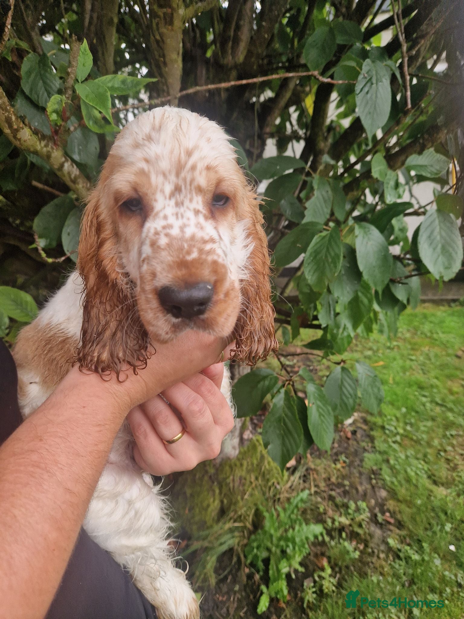Cocker Spaniel dogs SIMPLY UNIQUE KC REG SHOW TYPE COCKER SPANIEL - Advert 1