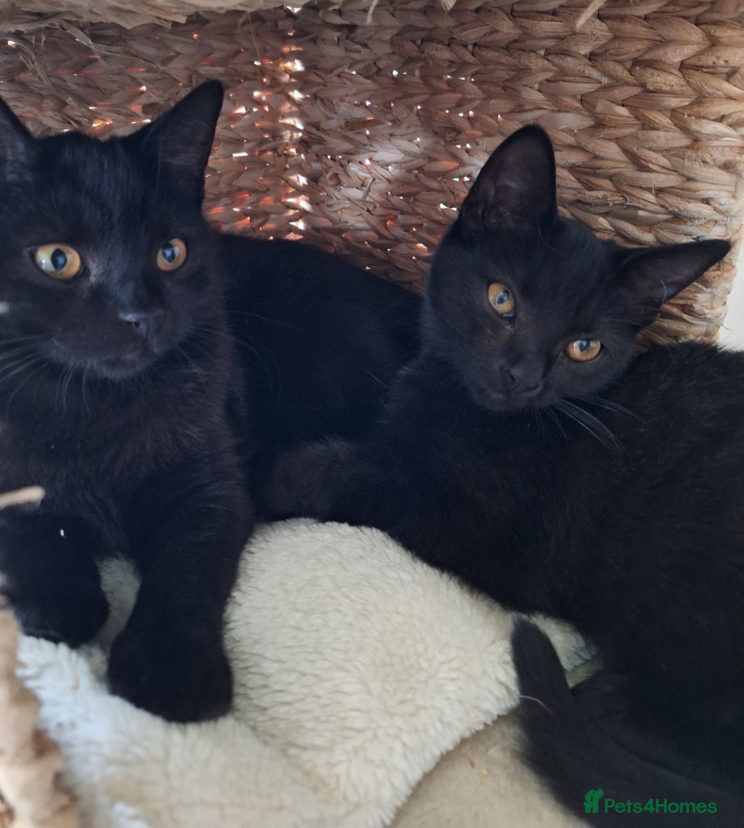 British Shorthair cats for sale: 🤎SALE!!! Chocolate BSH boy and girl, LONDON SE9🤎 - Image 18