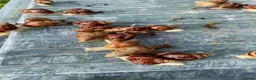 Snails invertebrates for sale: Giant African Snails for sale! - Advert 6