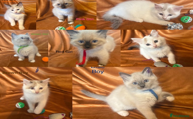 Ragdoll cats - Advert 13