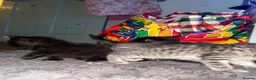 Mixed Breed cats for sale: Mix breed kittens - Advert 7