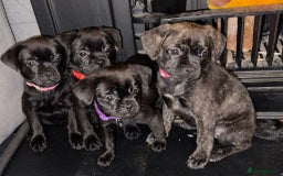 Mixed Breed dogs for sale: Pug puppies for sale! - Image 1