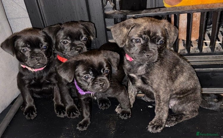 Mixed Breed dogs - Advert 4