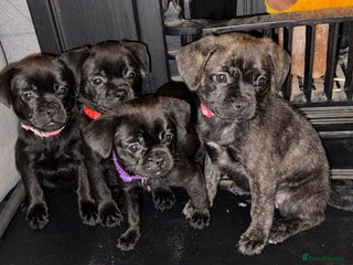 Mixed Breed dogs - Advert 3