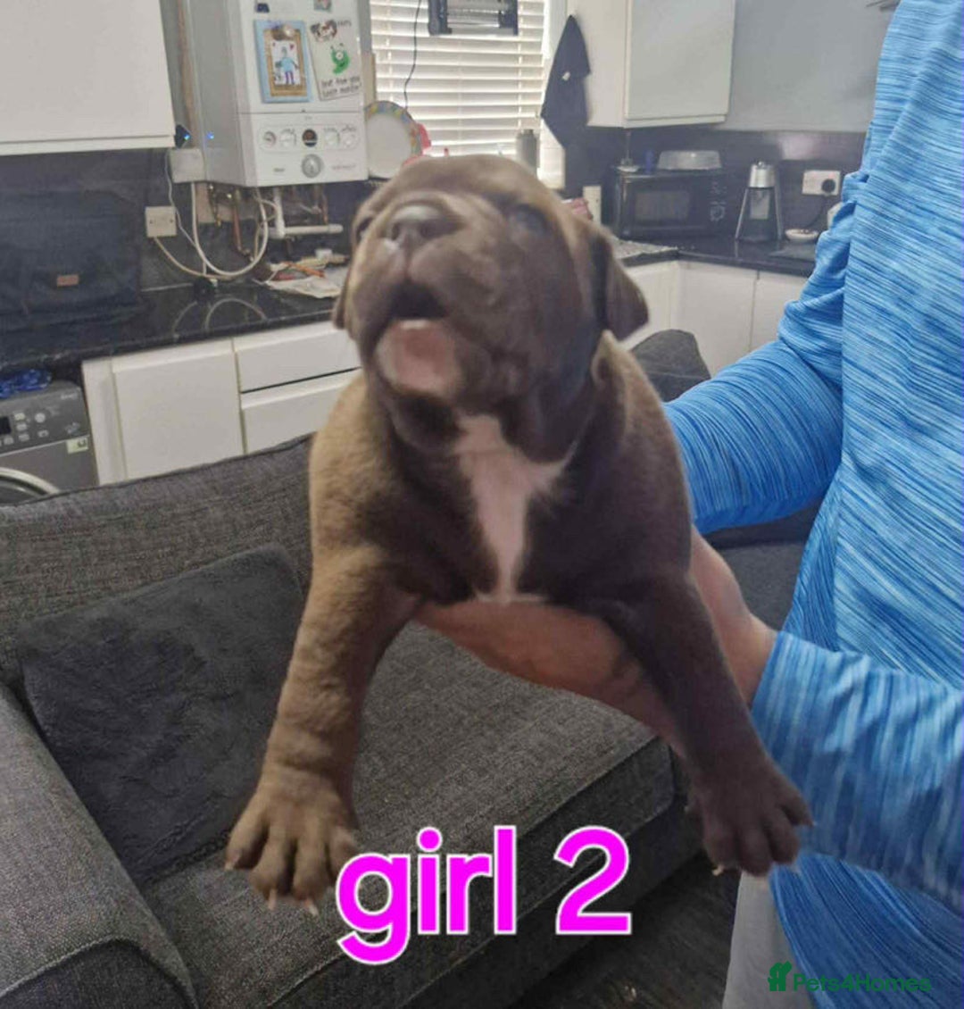 Old Tyme Bulldog dogs for sale: Oeb pups looking for forever homes 🏡  - Image 5