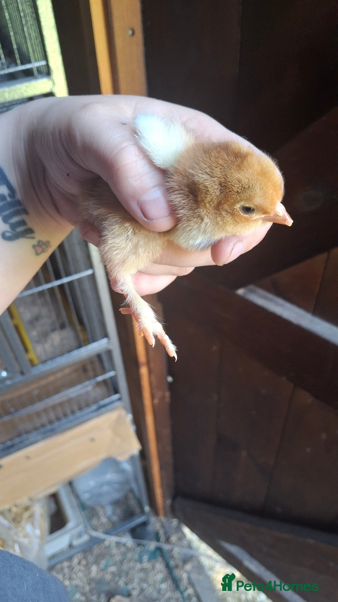 Chickens poultry for sale: Brahma chicks available  - Image 3