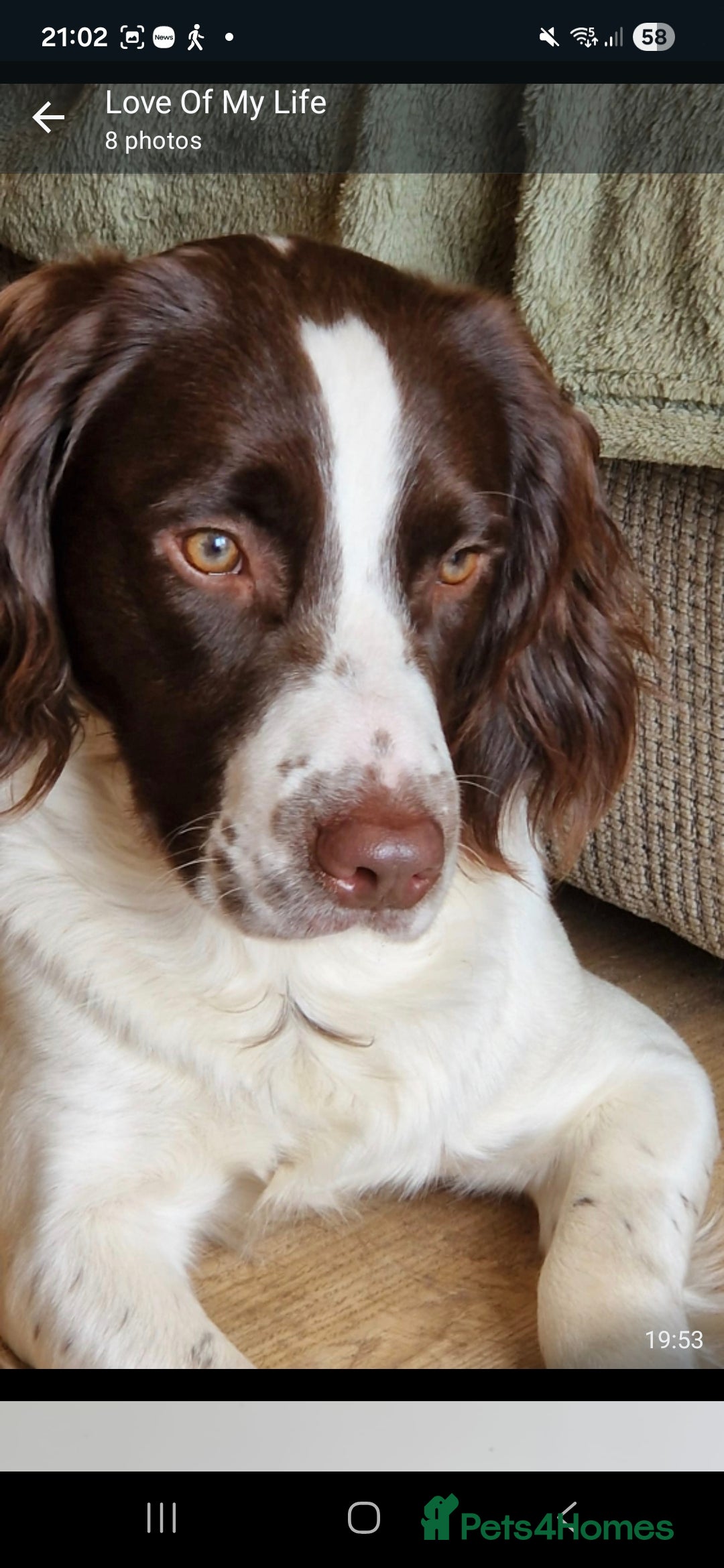 Cocker Spaniel dogs for sale: Two sprockers for sale - Advert 4