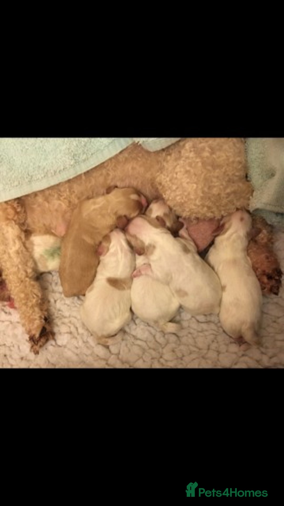 Cavalier King Charles Spaniel dogs for stud: Extensively Health Tested Cavalier King Charles Sp in Mansfield - Image 13