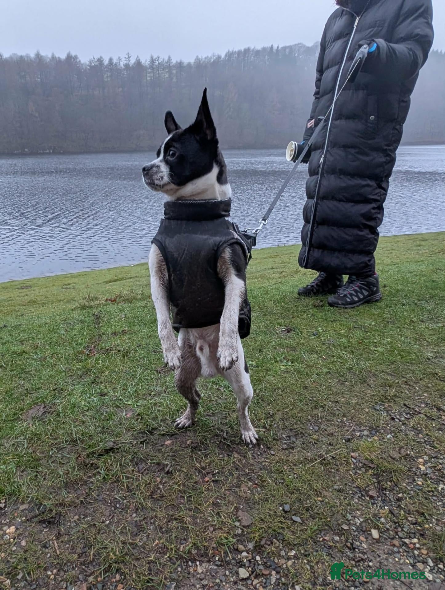 Mixed Breed dogs Male Boston Terrier Cross - Advert 1