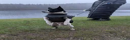 Mixed Breed dogs for sale: Male Boston Terrier Cross in Nottingham - Advert 1