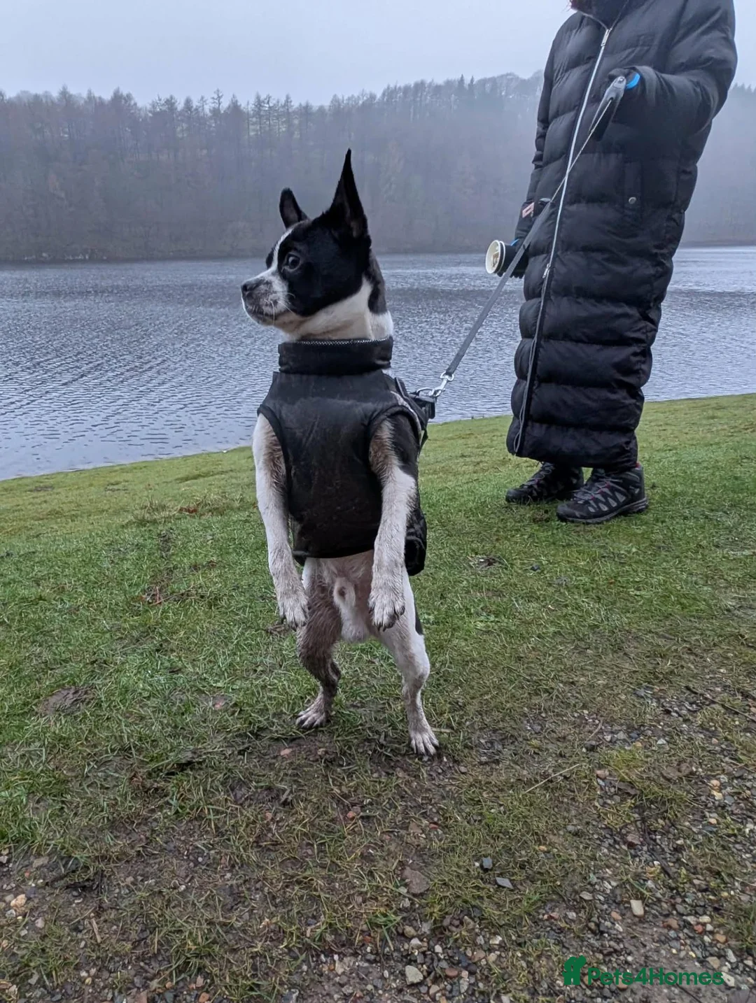 Mixed Breed dogs for sale: Male Boston Terrier Cross in Nottingham - Advert 1
