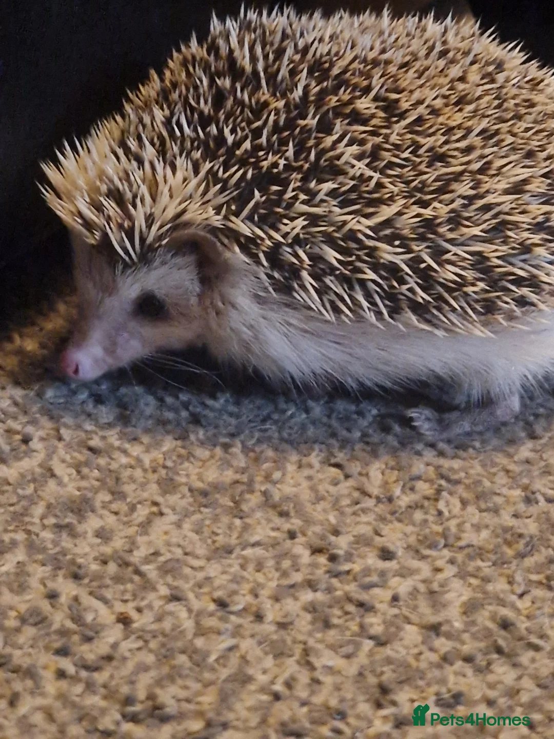 Mixed Breed reptiles for sale: African pygmy hedgehog - Advert 3