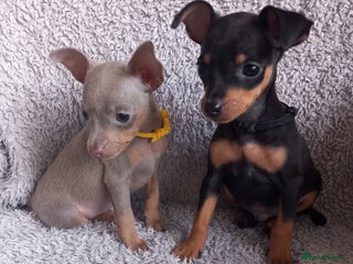 Miniature Pinscher dogs KC Reg Mini Pins, 2 remaining (READY TO LEAVE NOW) - Advert 1